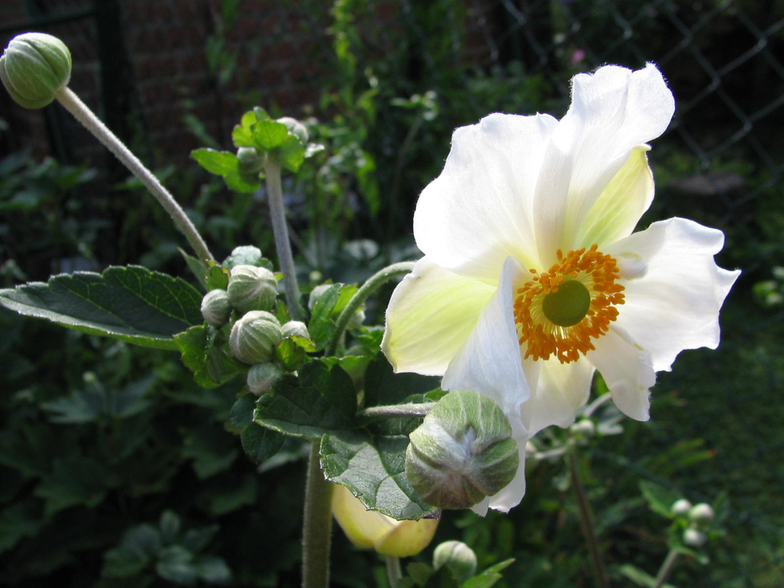 Fonds d'cran Nature Fleurs FLEURS DE MON JARDIN