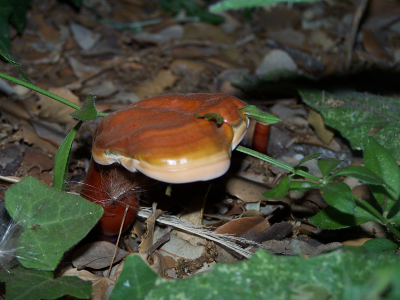 Fonds d'cran Nature Champignons 