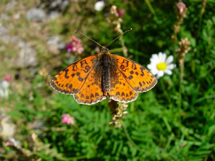 Wallpapers Animals Insects - Butterflies papillon a valberg