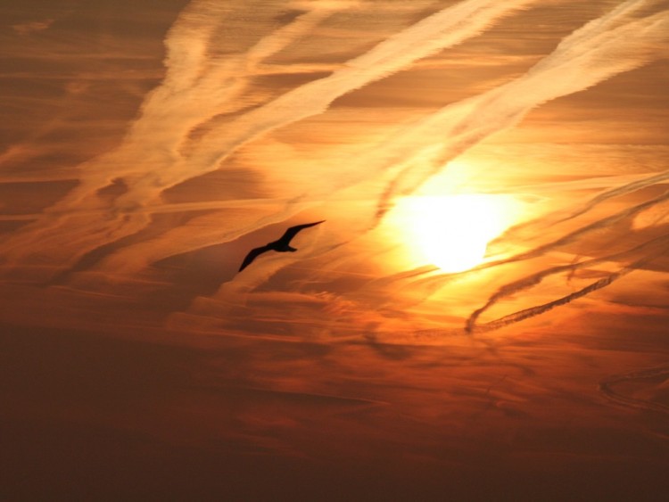 Wallpapers Nature Sunsets and sunrises La mouette toulousaine