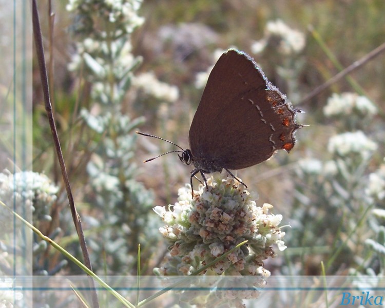 Fonds d'cran Animaux Insectes - Papillons papillon