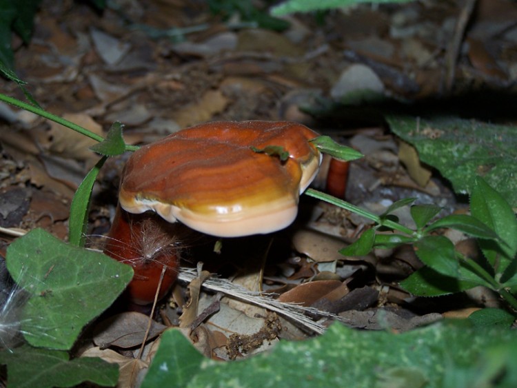 Fonds d'cran Nature Champignons Wallpaper N147279