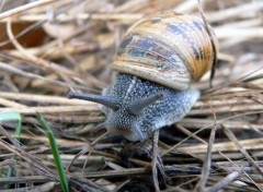 Fonds d'cran Animaux Image sans titre N147211