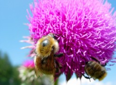 Wallpapers Animals abeille a Valberg