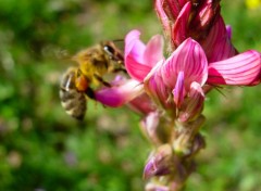 Fonds d'cran Nature abeille a Valberg