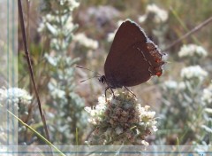 Fonds d'cran Animaux papillon