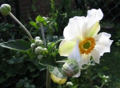 Fonds d'cran Nature FLEURS DE MON JARDIN