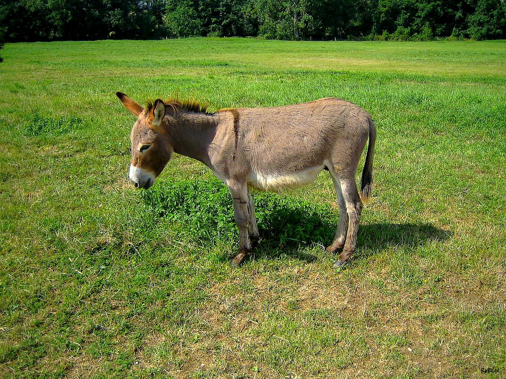 Wallpapers Animals Donkeys L'ANE du PRé