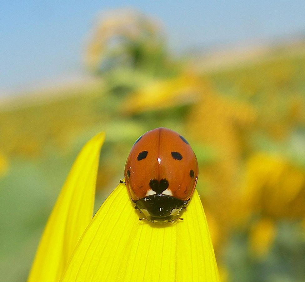 Wallpapers Animals Insects - Ladybugs Coccinelle