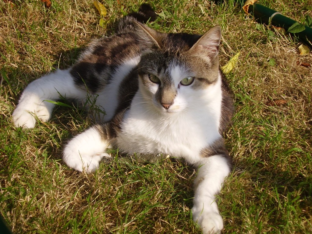 Wallpapers Animals Cats - Kittens tigoun en plein bain de soleil