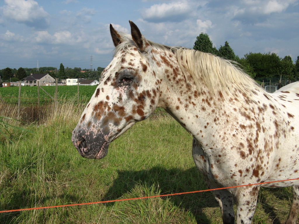 Wallpapers Animals Horses pommel brun