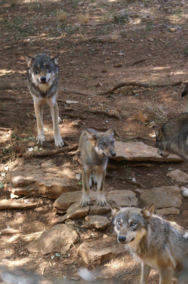 Fonds d'cran Animaux Loups Loups