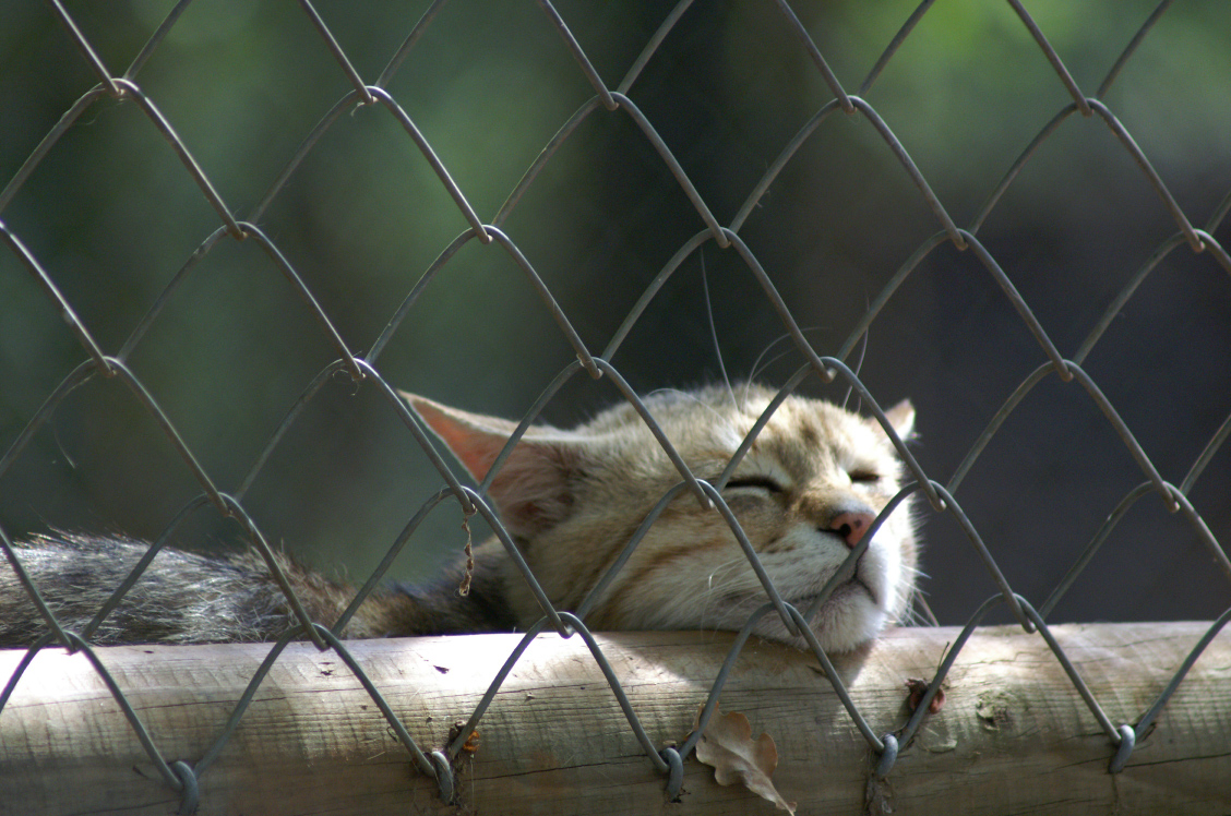 Fonds d'cran Animaux Chats - Chatons Chat sauvage  la sieste