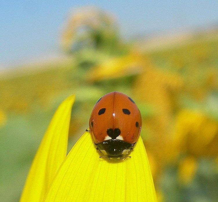 Fonds d'cran Animaux Insectes - Coccinelles Coccinelle