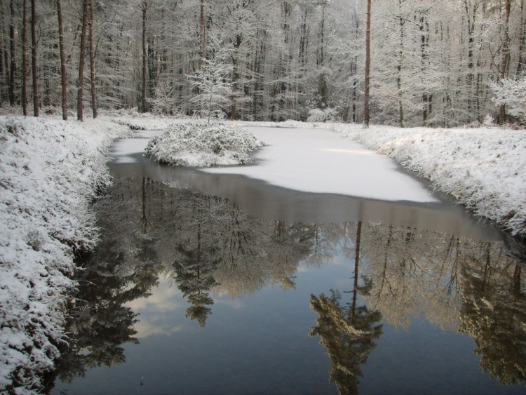 Fonds d'cran Nature Arbres - Forts reflt