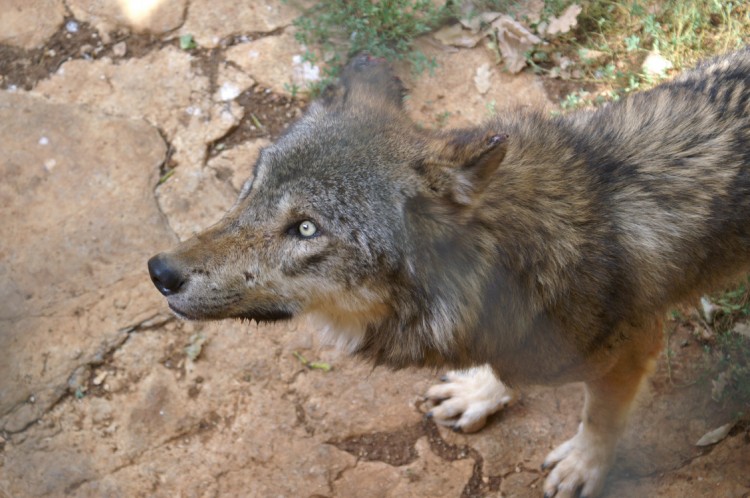 Fonds d'cran Animaux Loups Regard