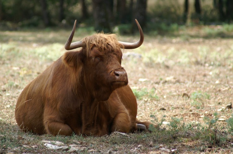 Fonds d'cran Animaux Bisons - Buffles Boeuf