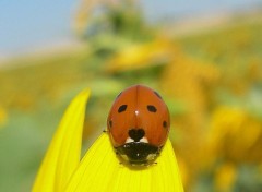 Wallpapers Animals Coccinelle