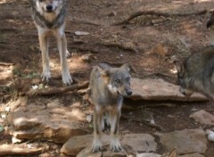 Fonds d'cran Animaux Loups