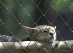 Fonds d'cran Animaux Chat sauvage  la sieste