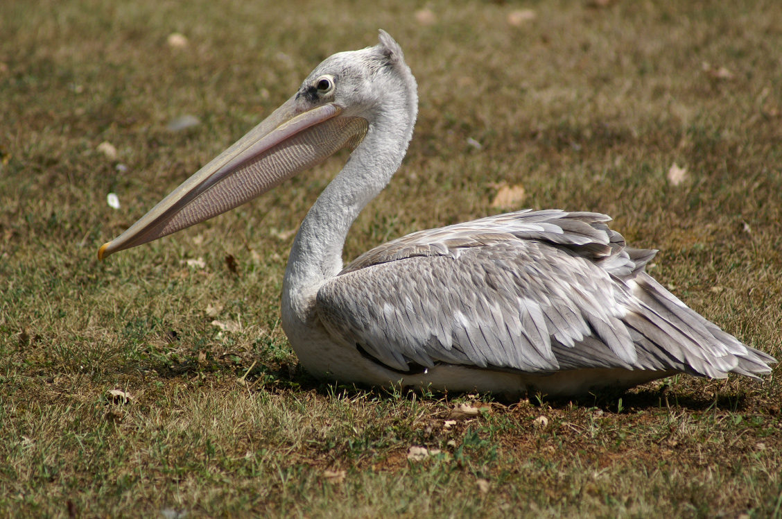 Wallpapers Animals Birds - Pelicans Pelican