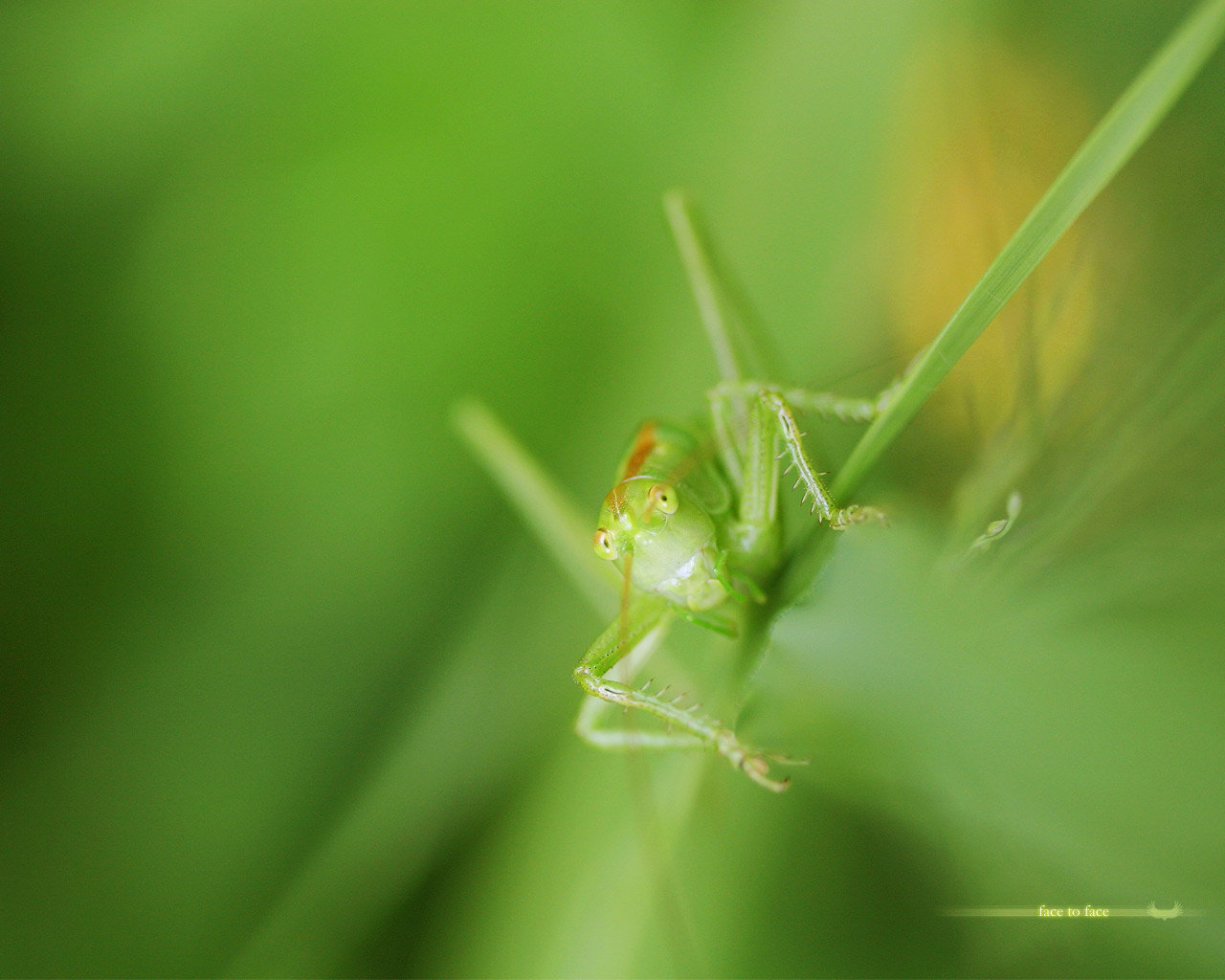 Wallpapers Animals Insects - Grasshoppers and Locusts FACE TO FACE