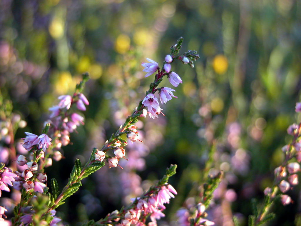 Fonds d'cran Nature Fleurs Bruyre-Macro