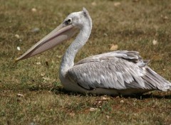 Fonds d'cran Animaux Pelican