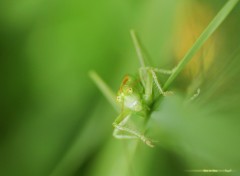 Fonds d'cran Animaux FACE TO FACE