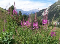 Fonds d'cran Nature vgtation Alpine