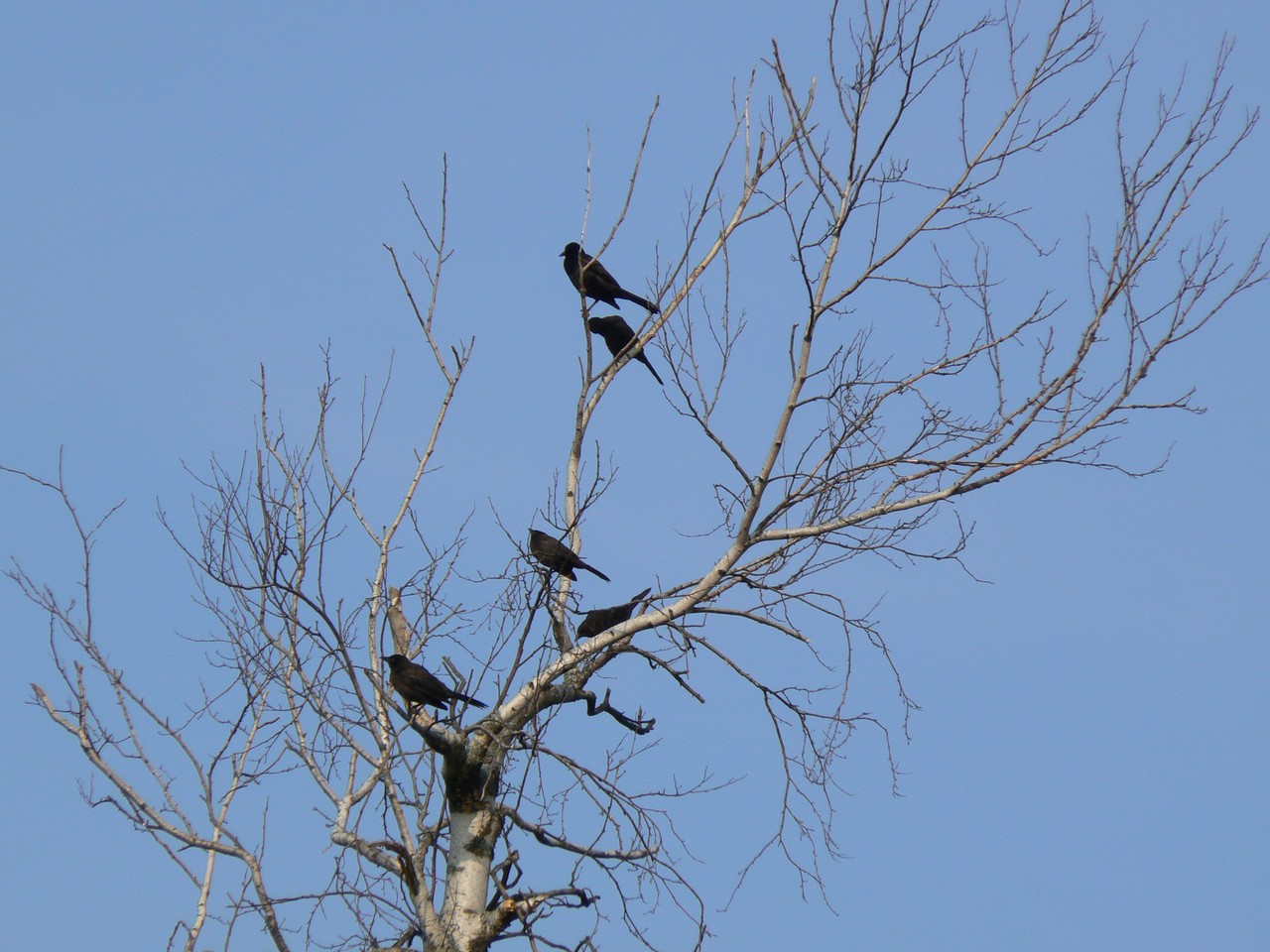 Wallpapers Animals Birds - Misc Oiseaux noirs