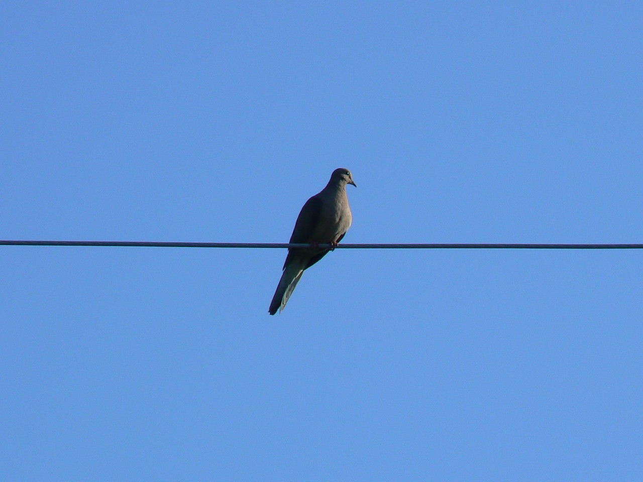 Wallpapers Animals Birds - Pigeons and Doves Tourterelle 001