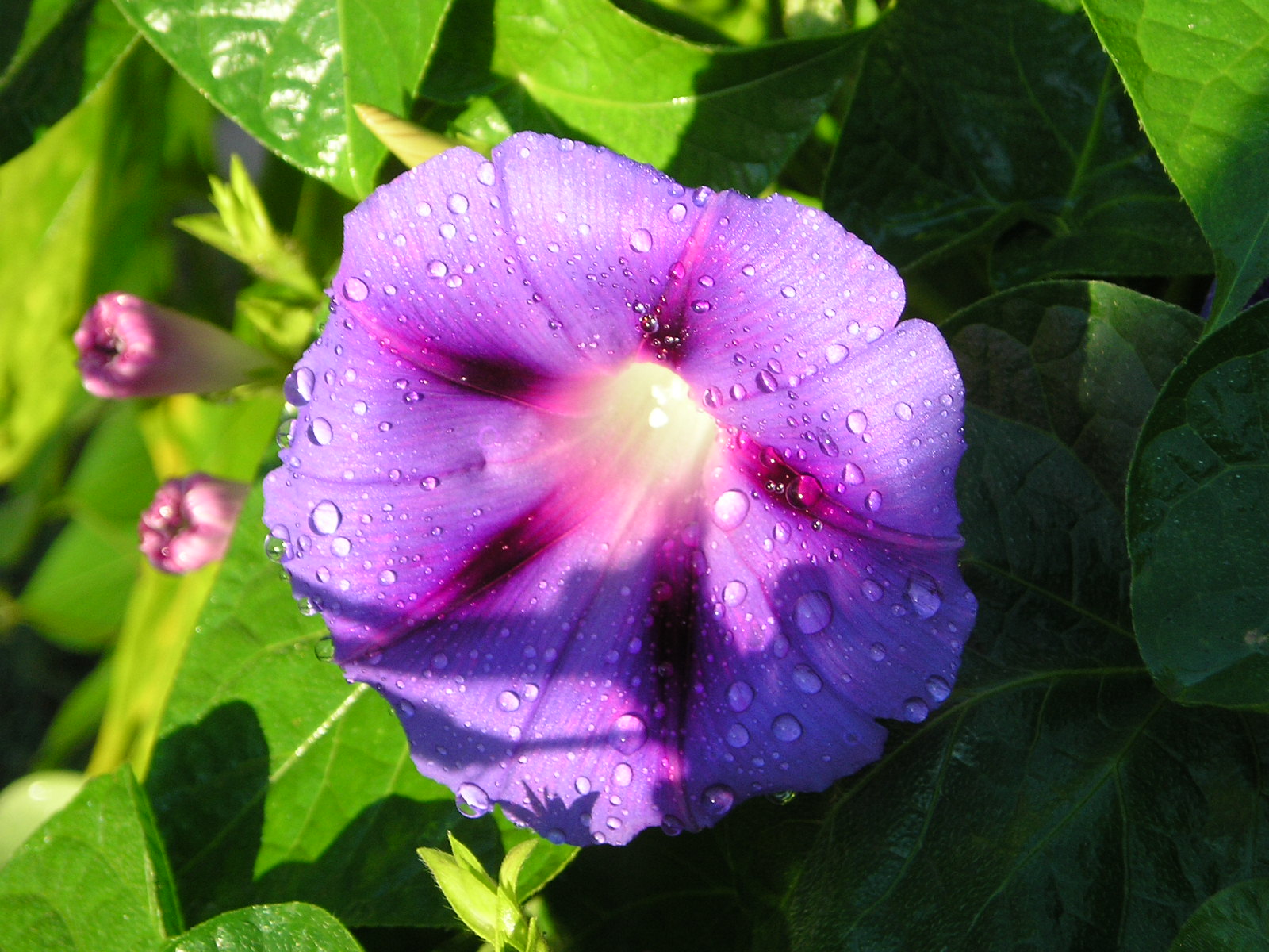 Wallpapers Nature Flowers volubilis