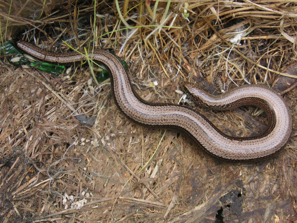 Wallpapers Animals Snakes Serpent de verre