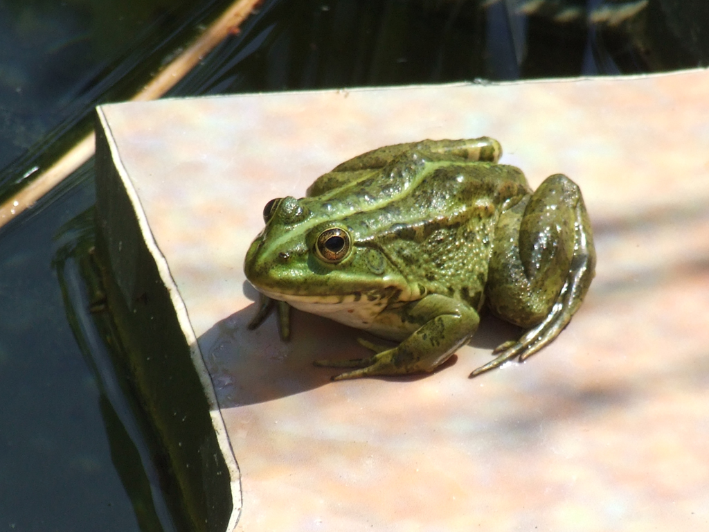 Wallpapers Animals Frogs - Toads seance bronzage