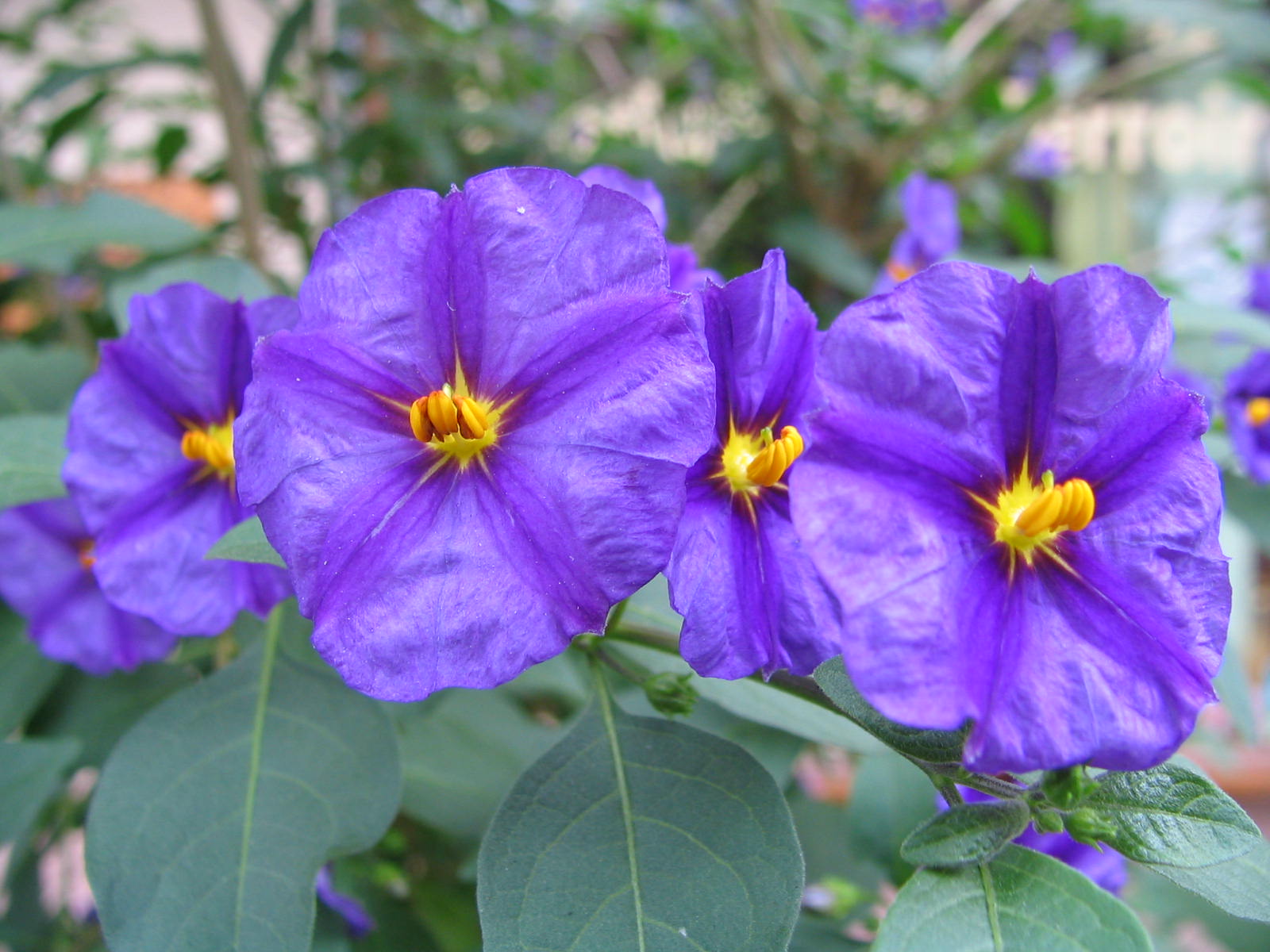 Fonds d'cran Nature Fleurs DANS LE JARDIN DE MES AMIS