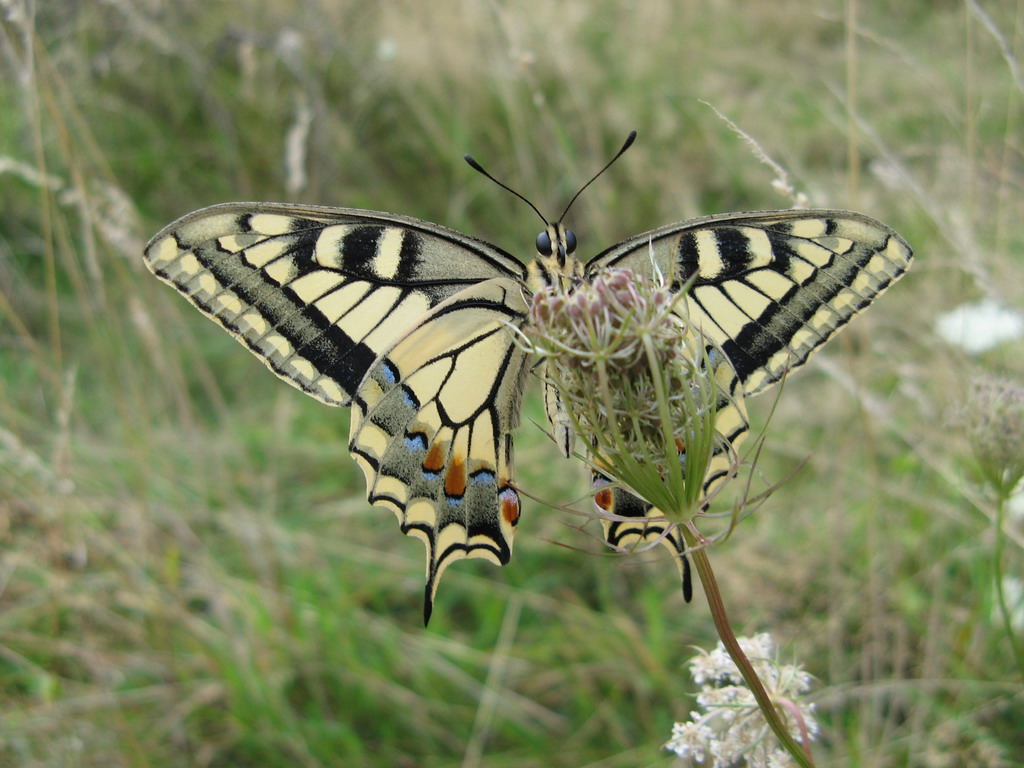 Wallpapers Animals Insects - Butterflies machaon de face