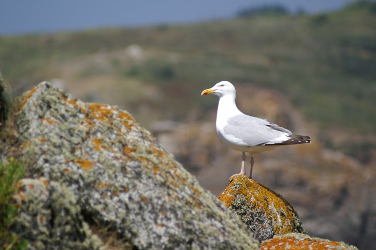 Fonds d'cran Animaux Oiseaux - Canards Ile d'yeu