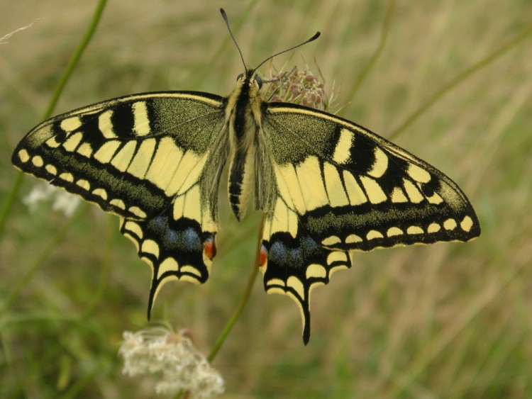 Fonds d'cran Animaux Insectes - Papillons papillon