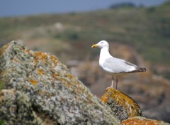 Fonds d'cran Animaux Ile d'yeu