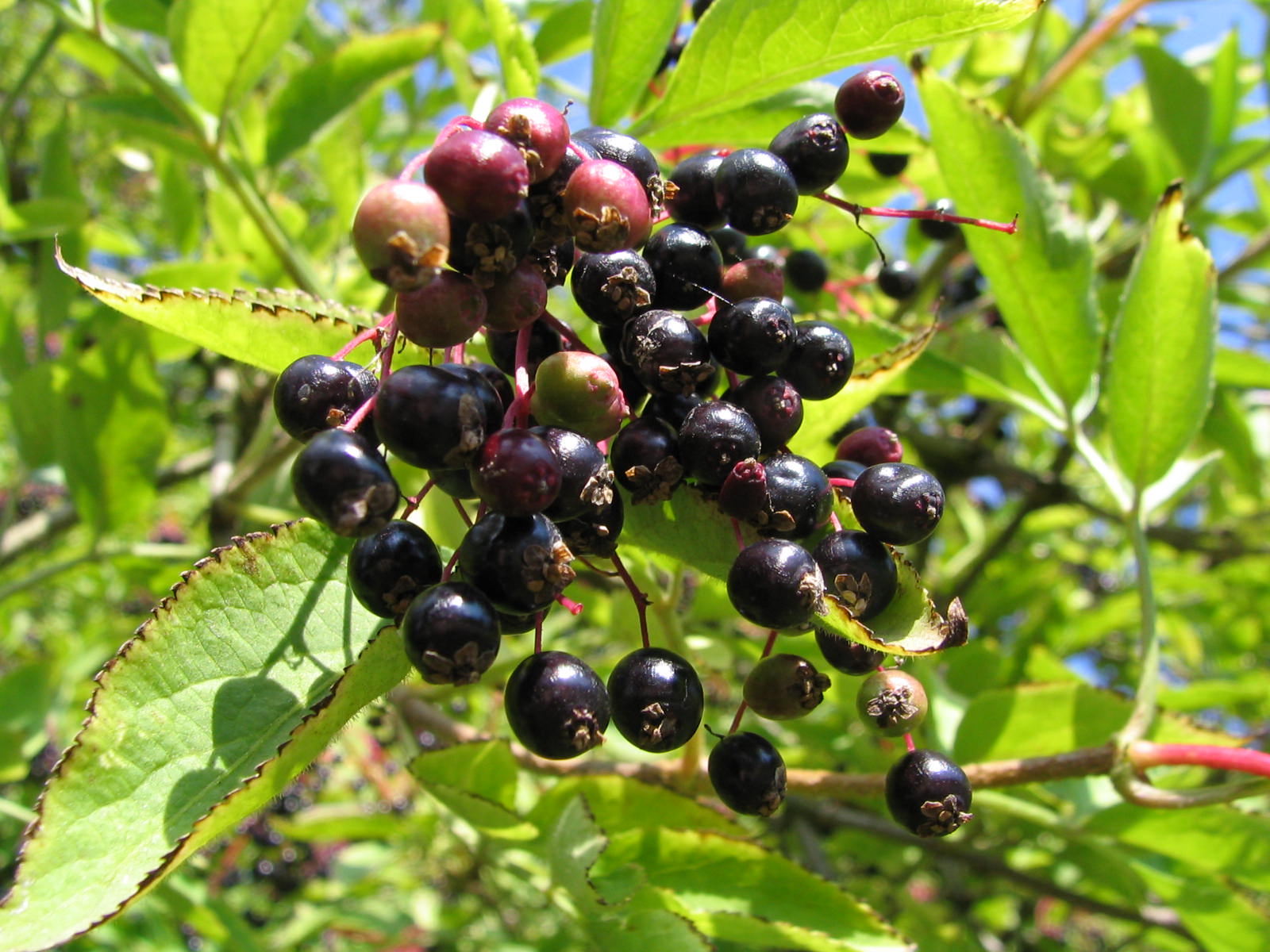 Fonds d'cran Nature Fruits JARDIN DES 2 RIVES