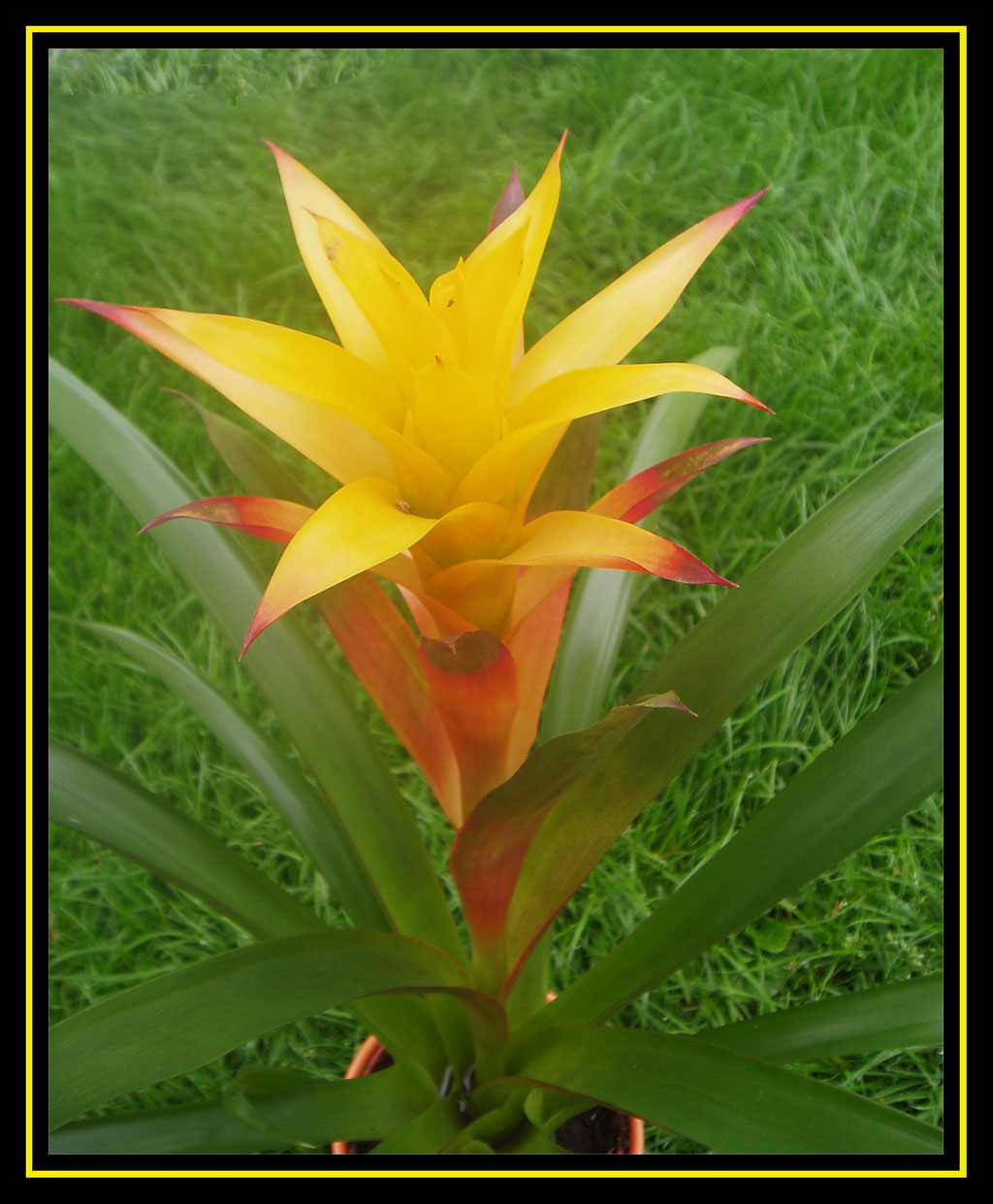 Fonds d'cran Nature Fleurs Fleur de l'Amiti