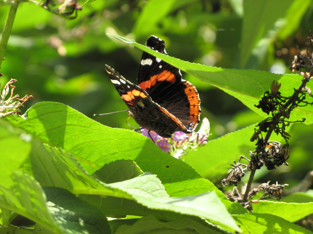 Fonds d'cran Animaux Insectes - Papillons Vulcain