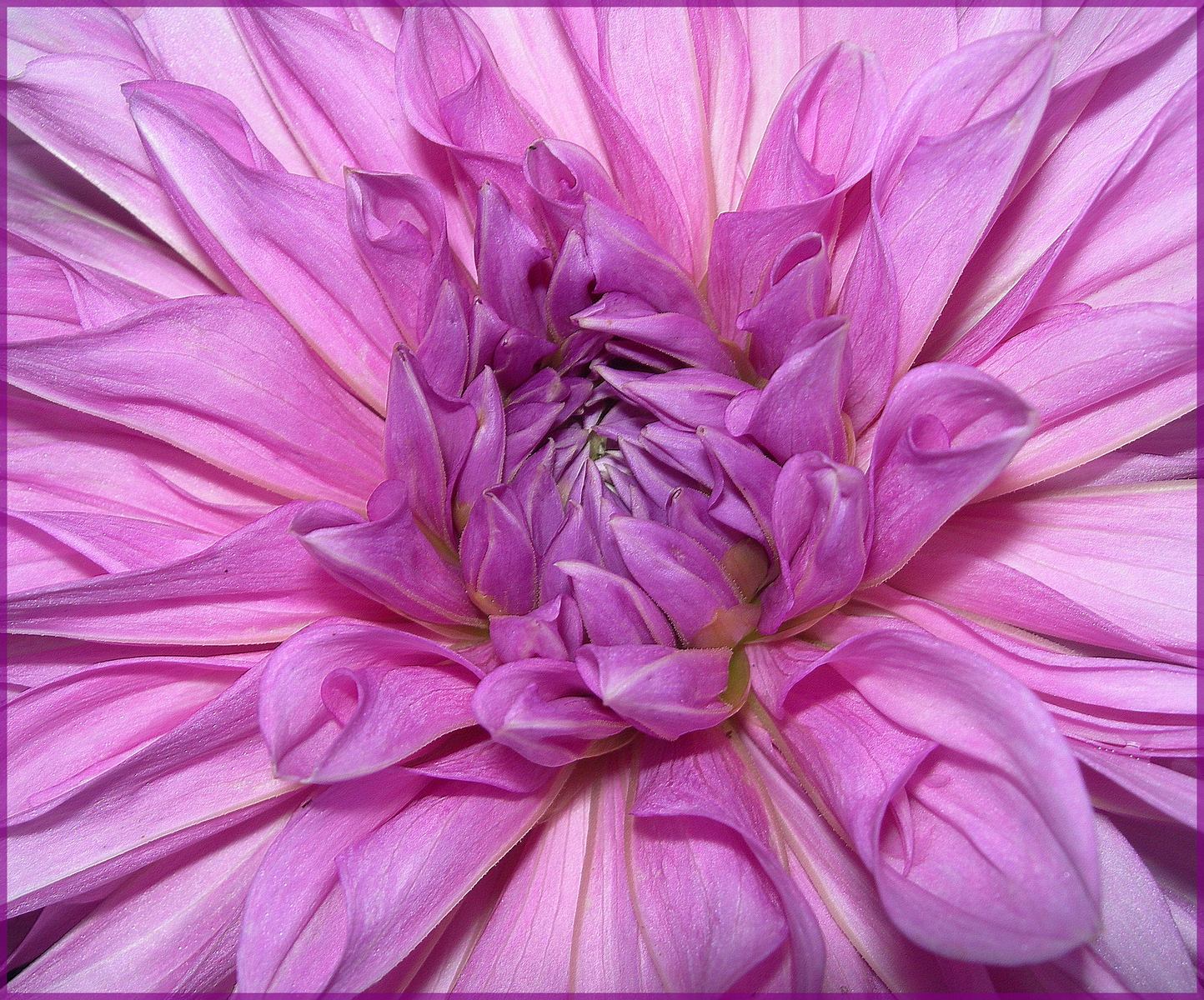 Fonds d'cran Nature Fleurs Coeur de dalhia mauve