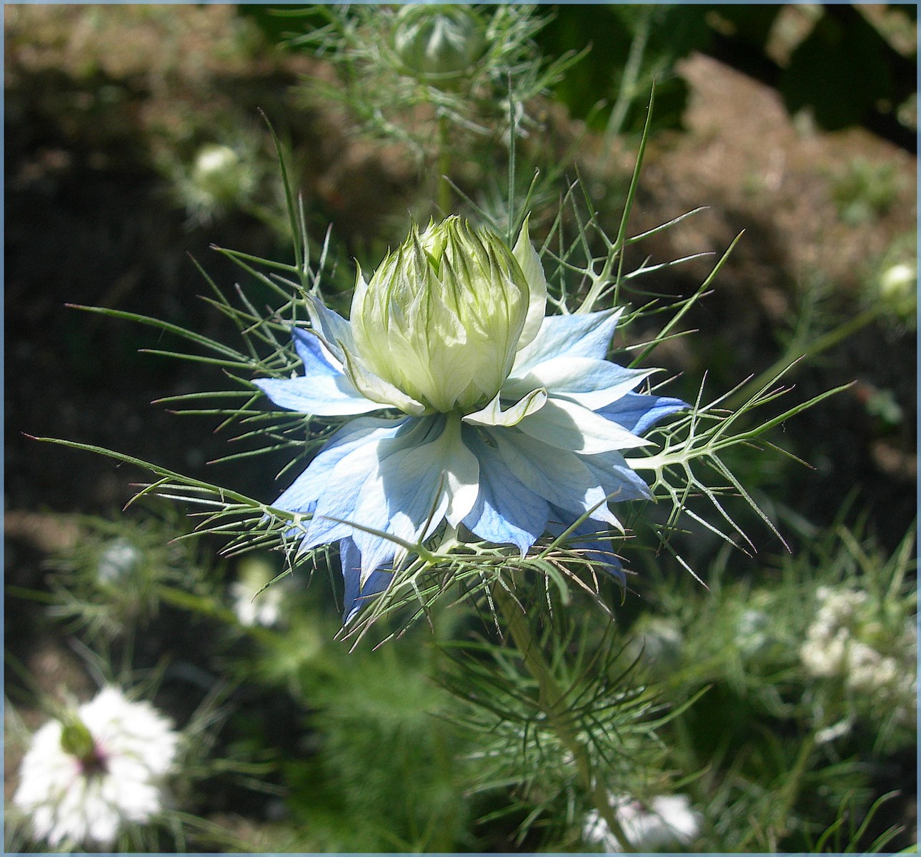 Wallpapers Nature Flowers 