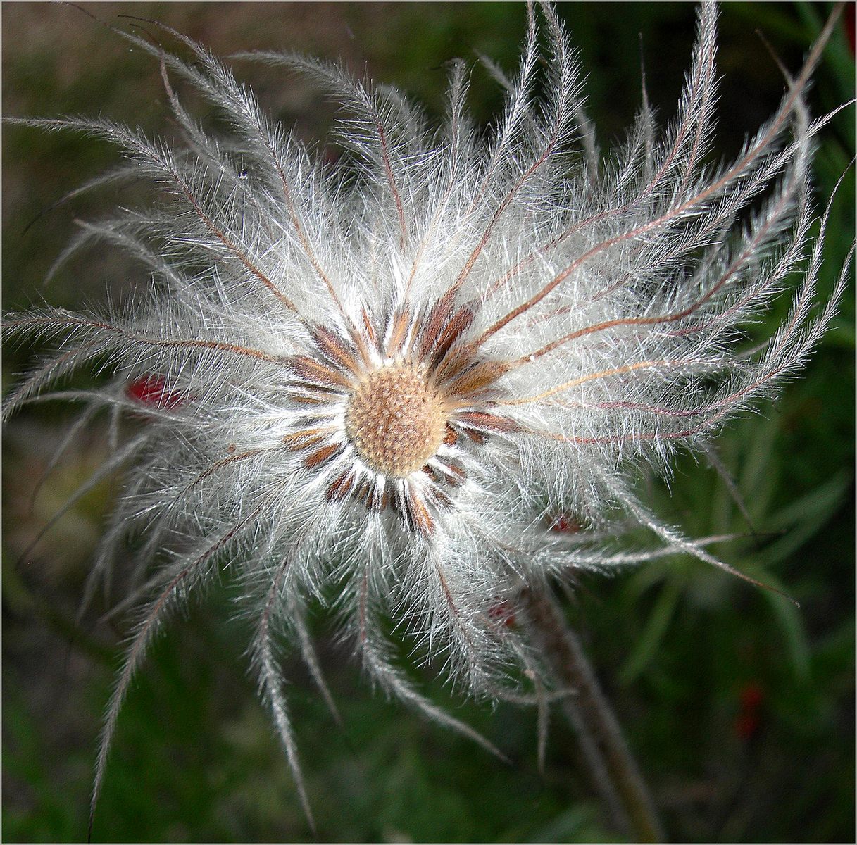 Wallpapers Nature Flowers Plumet d'anmone