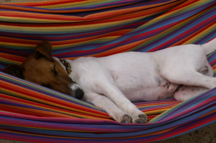 Wallpapers Animals Dogs La sieste