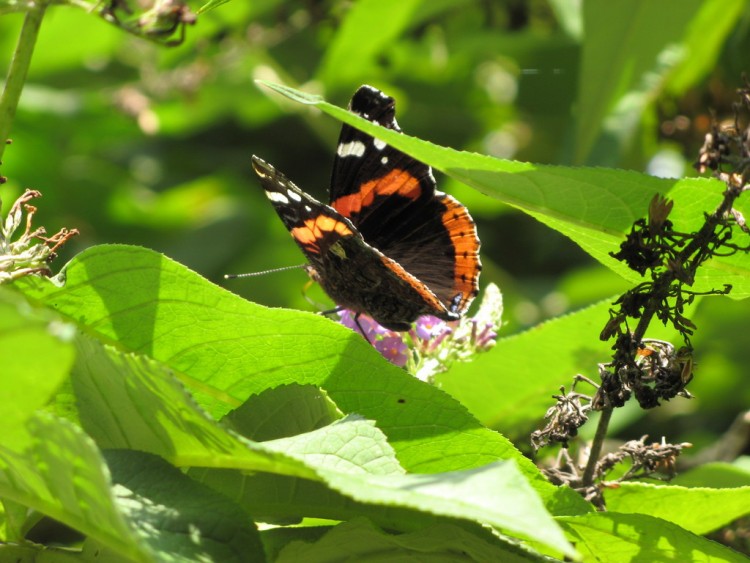 Fonds d'cran Animaux Insectes - Papillons Vulcain