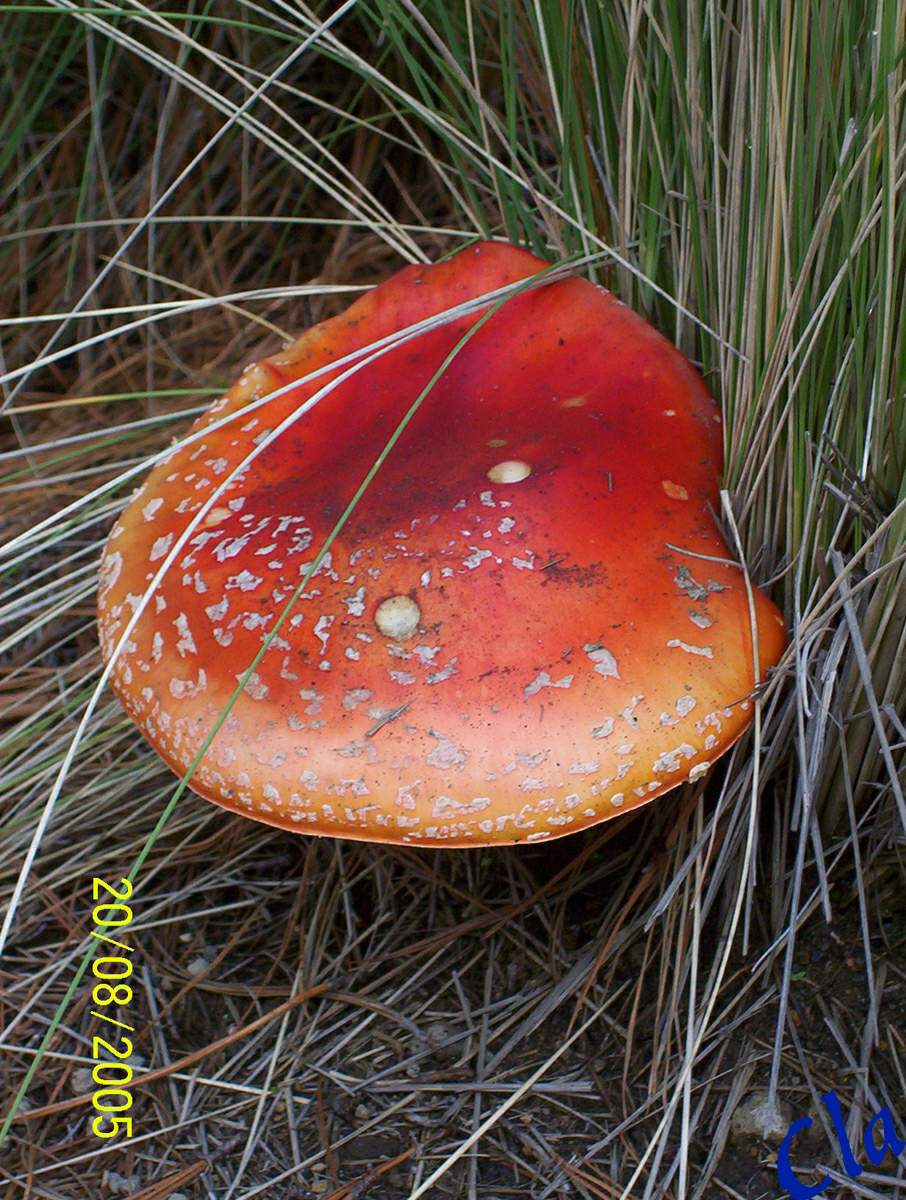 Wallpapers Nature Mushrooms hongo encontrado dentro del parque, Nevado de Colima