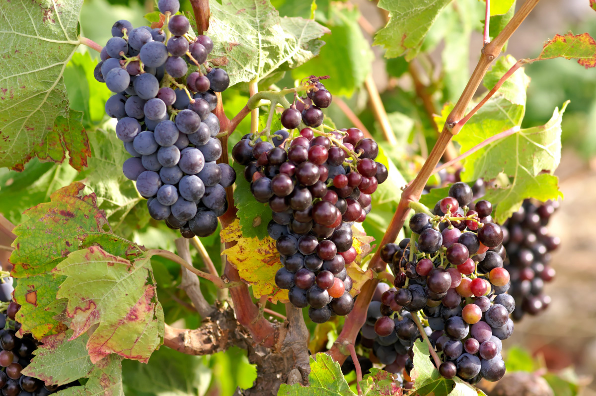 Wallpapers Nature Fruits Languedoc/Roussillon